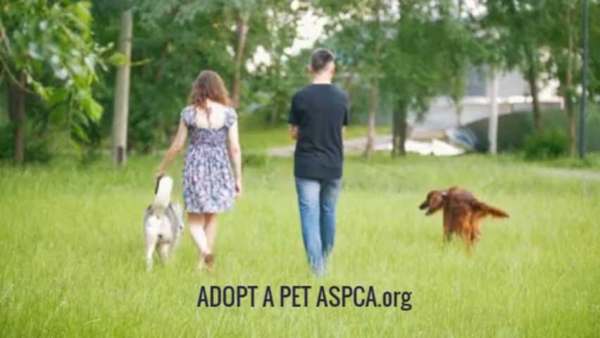 Pet adoption event