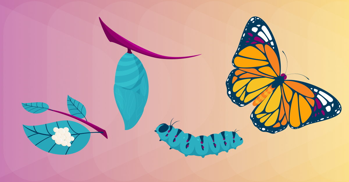 Life Cycle of a Butterfly
