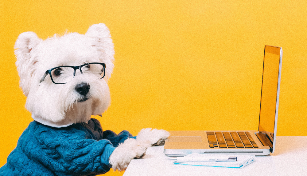 Small white dog with glasses and a sweater in front of a computer
