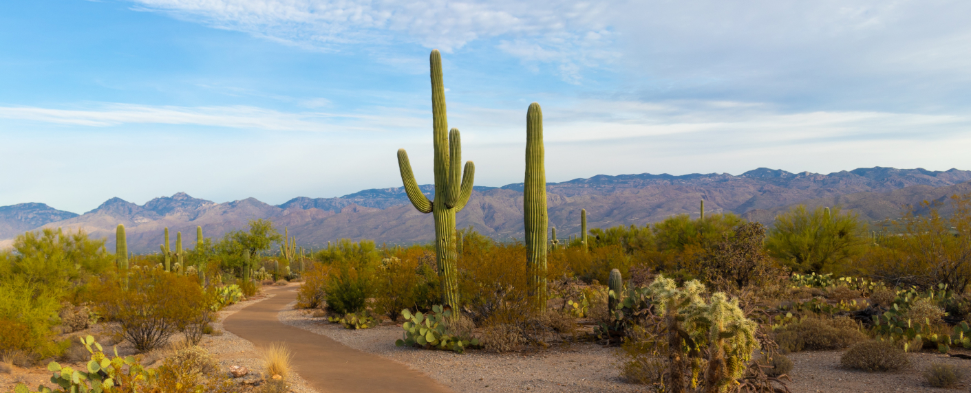 Cacti in Arizona.
