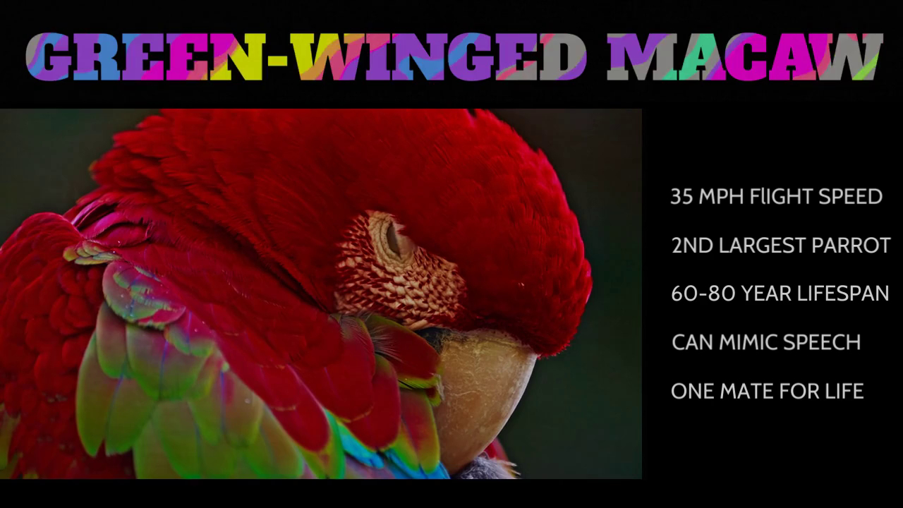 Slide with a photo of a green-winged macaw and details about the bird.